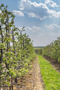 İlkbaharda çiçek açan elma bahçesi
