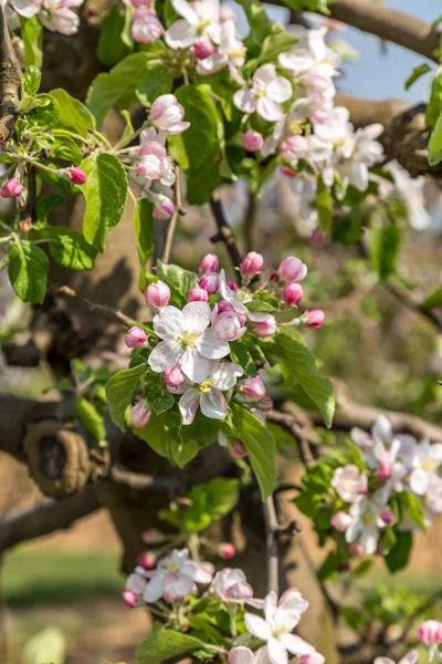 Krzysztopor 15 yüzyılın büyük kale 