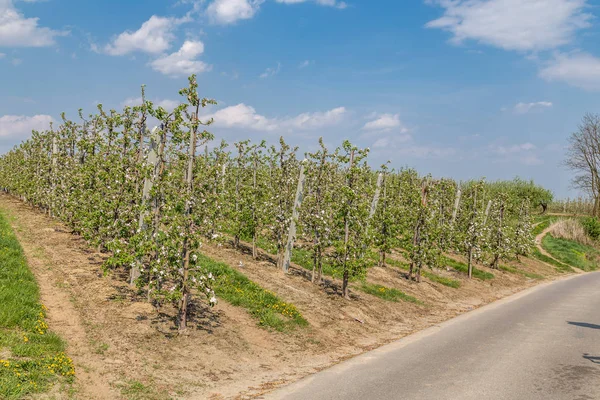 İlkbaharda çiçek açan elma bahçesi