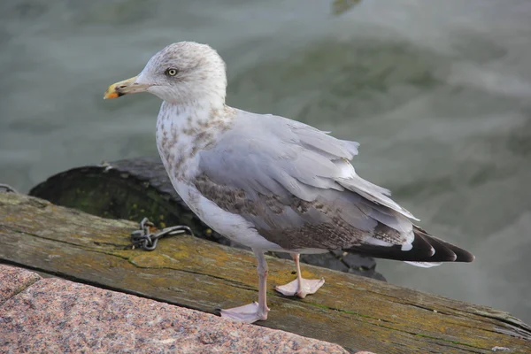 Gabbiano grigio solitario con becco giallo che cammina sul lungomare accanto all'acqua — Foto Stock