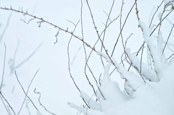 Wild beauty of the winter nature of rural Russian remote places. Bushes shrubs branches in the snow Royalty Free Stock Photos