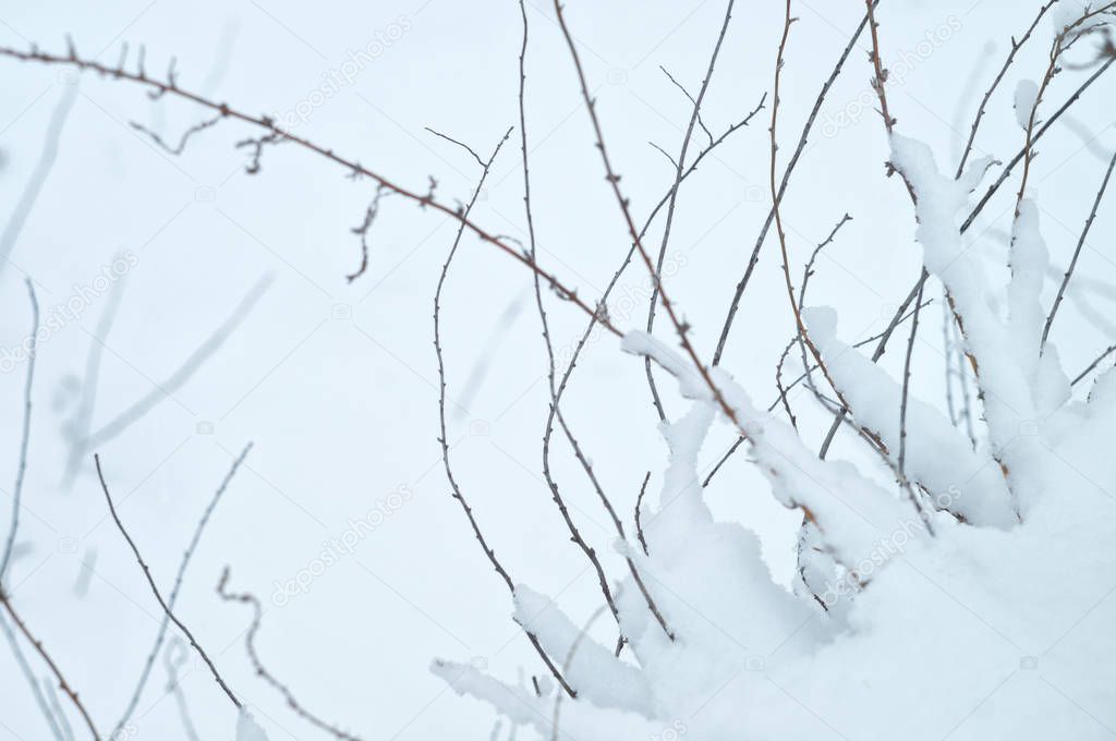 Wild beauty of the winter nature of rural Russian remote places. Bushes shrubs branches in the snow