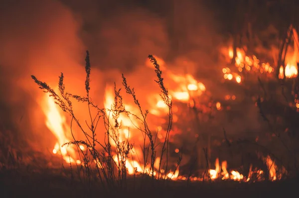 The raging flame of fire burn in the fields, forests and black thick acrid smoke. Big spring wildfire close-up — Stock Photo, Image