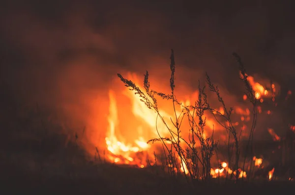 The raging flame of fire burn in the fields, forests and black thick acrid smoke. Big spring wildfire close-up Stock Image