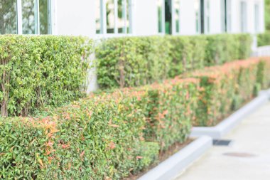 MahS ağaç MahS çiçek otel araba park