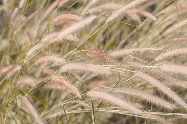 Beautiful grass flower background ,selective focus — Stock Photo, Image