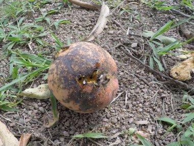 Foto tirada em Mairinque, iç mimari So Paulo, em janeiro de 2020