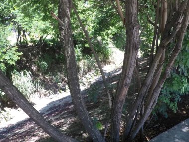 Foto tirada dia 26 de Janeiro de 2020 no Parque Jacui, em Sa Miguel Paulista, So Paulo, capital