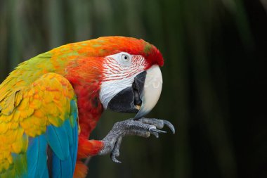 Tropikal renkli bir papağanın portresi 