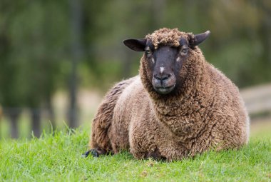 Kahverengi koyun yeşil bir tepede