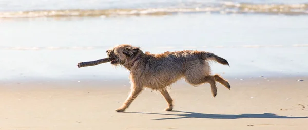 Hond Met Een Stok Aan Het Strand — Stockfoto