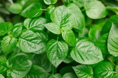 yeşil yapraklar arkaplan