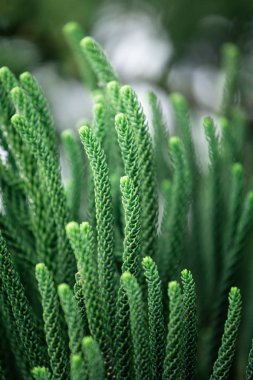 Yaprak yeşil doku bulanık bokeh arka plan ile