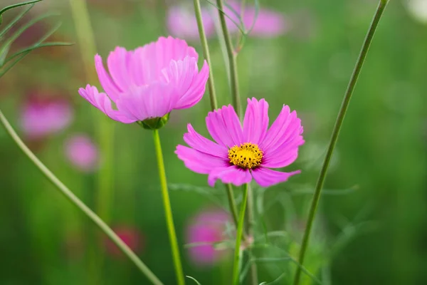 Cosmos flowers Field — Stock Photo, Image