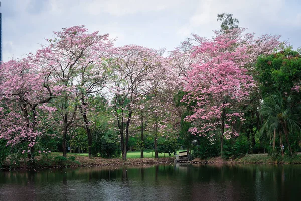 Pink trumpet träd eller Tabebuia rosea — Stockfoto