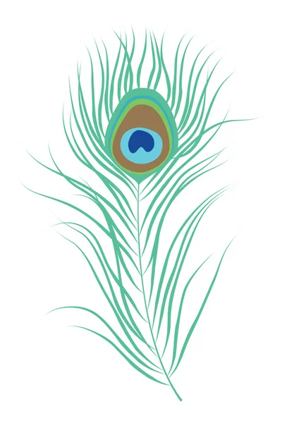 Pluma de pavo real aislado vector ilustración — Vector de stock