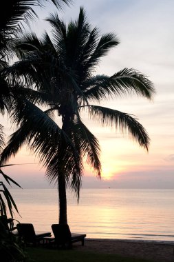 Sabah güneşi ve plajda palmiye ağaçları