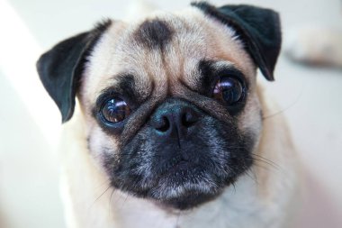 Pug köpek çok tatlı duygu üzüntü olduğunu