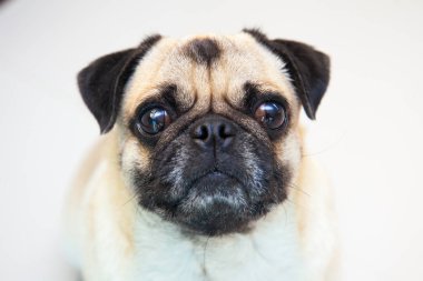 Pug köpek çok tatlı duygu üzüntü olduğunu