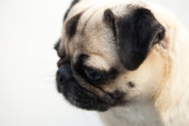 Pug köpek çok tatlı duygu üzüntü olduğunu