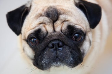 Pug köpek çok tatlı duygu üzüntü olduğunu