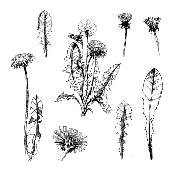 Dandelion Vetor Preto Branco Ilustração — Vetor de Stock