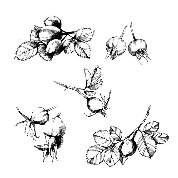 Dogrose Vecteur Noir Blanc Illustration — Image vectorielle