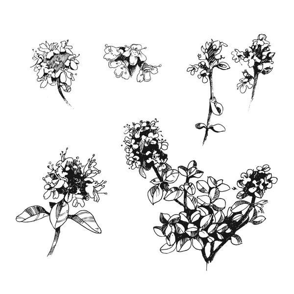 kekik vektör siyah beyaz çizim