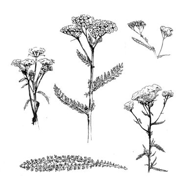 civanperçemi vektör siyah beyaz çizim