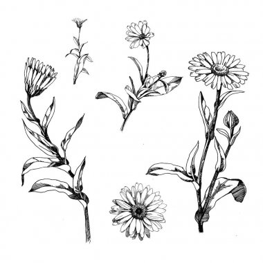 Calendula vektör siyah beyaz çizim