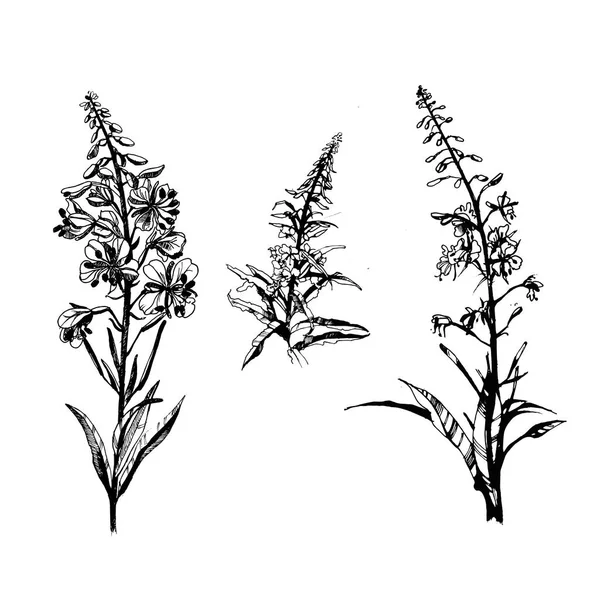 Illustrazione Bianco Nero Del Vettore Erba Salice — Vettoriale Stock