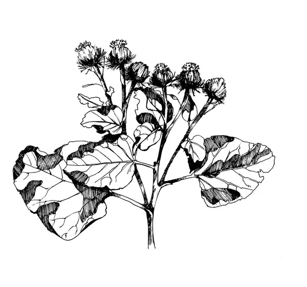 ごぼうの黒と白のベクトル図 — ストックベクタ