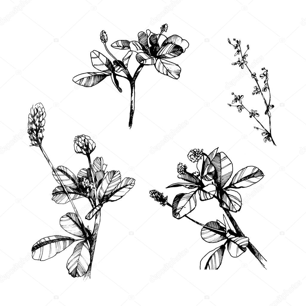 alfalfa vector black and white illustration