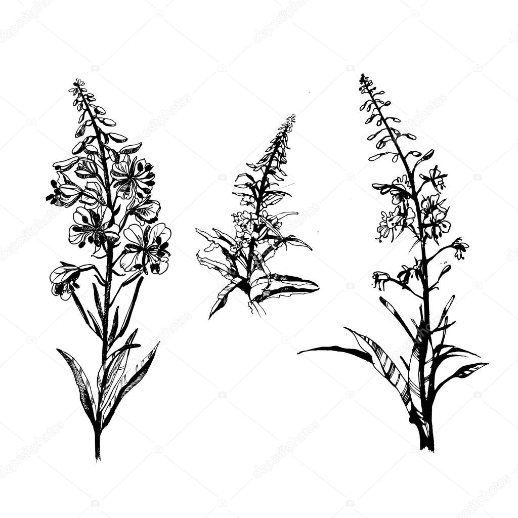 willow-herb vector black and white illustration