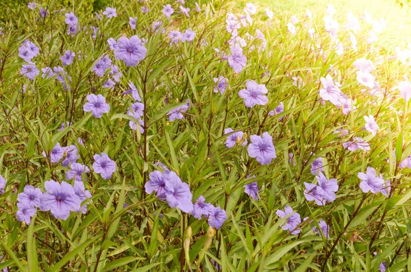 Sfondo di fiore naturale, Incredibile vista sulla natura di fiori viola — Foto Stock
