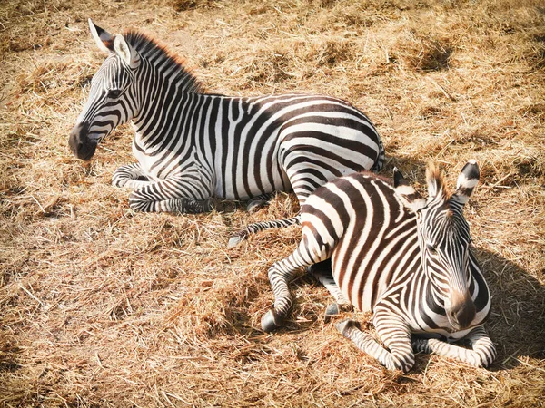 Zebra in Safari World zoo,Thailand — Stock Photo, Image
