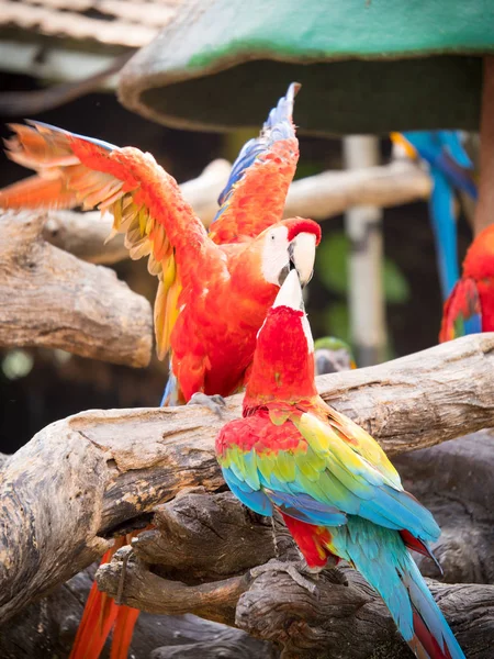 Colorful parrot, macaws sitting on log in safari world, Bangkok — Stock Photo, Image