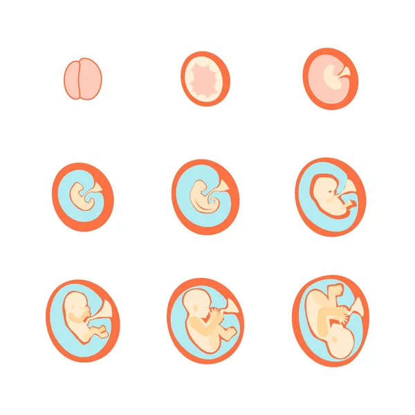 Embarazo Fetal Growth Stage Development. Vector — Vector de stock