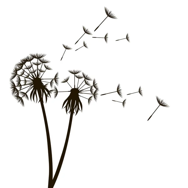 Dandelion Fluffy Flower and Seeds. Vecteur — Image vectorielle