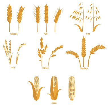 Çizgi film tahıl tahıl küme. Vektör