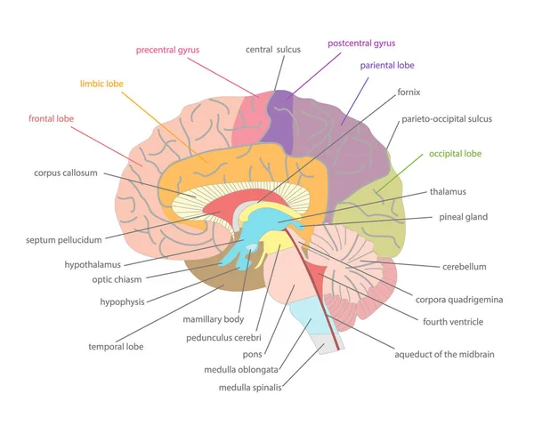 Kreskówka ludzki mózg Anatomia cięcia. Wektor — Wektor stockowy