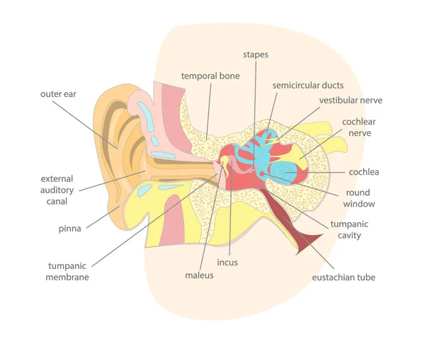 Cartoon Human Ear Anatomy in a Cut. Vector — Stock Vector