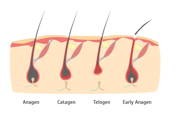 Lidská hlava cyklus růstu vlasů v řezu. Vektor — Stockový vektor