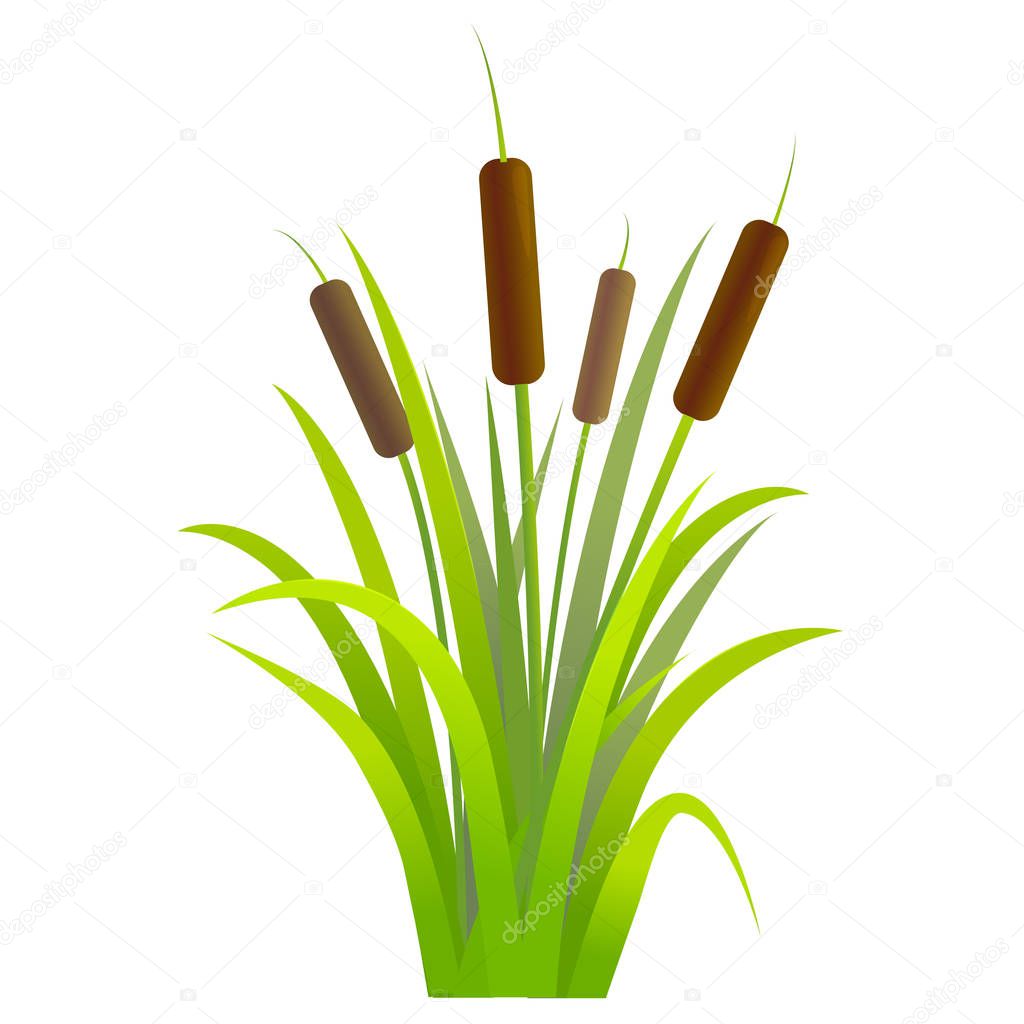 Water Reed Plant Cattails Green Leaf. Vector