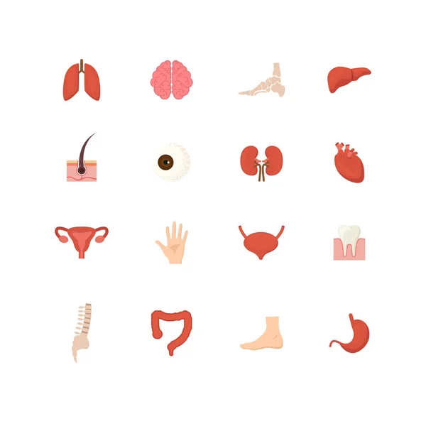 Conjunto de iconos de órganos internos humanos de dibujos animados. Vector — Vector de stock