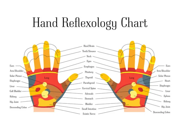 Cartoon Reflexology Mãos Medicina Alternativa. Vetor —  Vetores de Stock