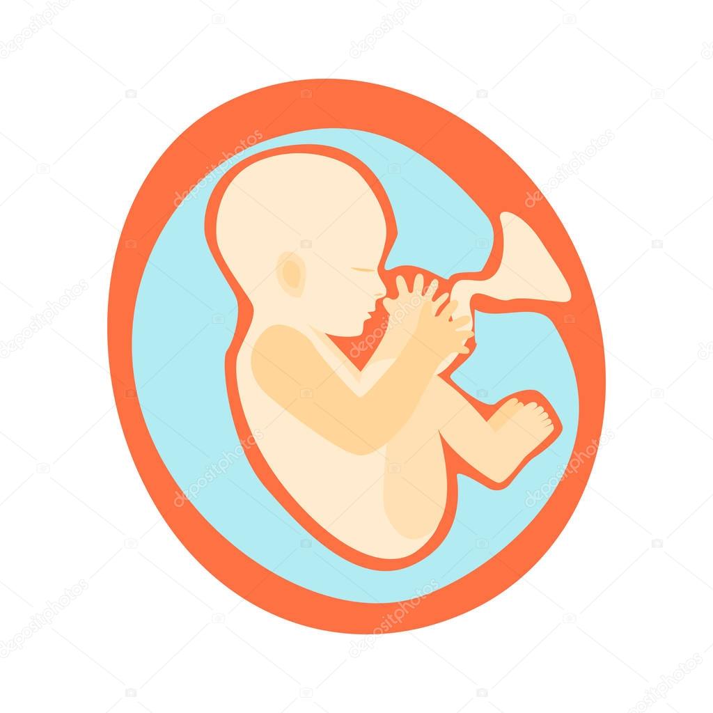 Pregnancy Fetal Growth Stage Development. Vector