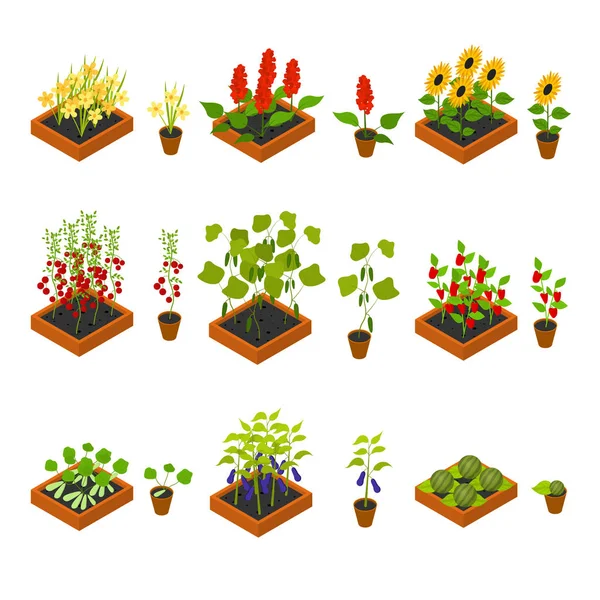 Les plantules et les éléments végétaux donnent une vue imétrique. Vecteur — Image vectorielle