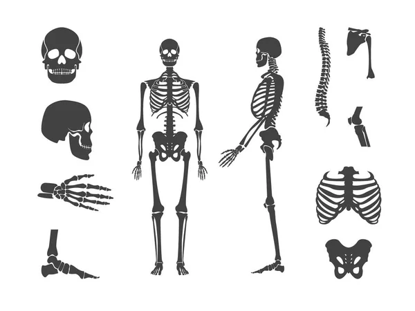 Silhouette Esqueleto humano negro y juego de piezas. Vector — Vector de stock