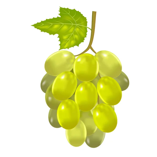 Realistic Detailed Green Bunch Of Grapes. Vector — Stock Vector